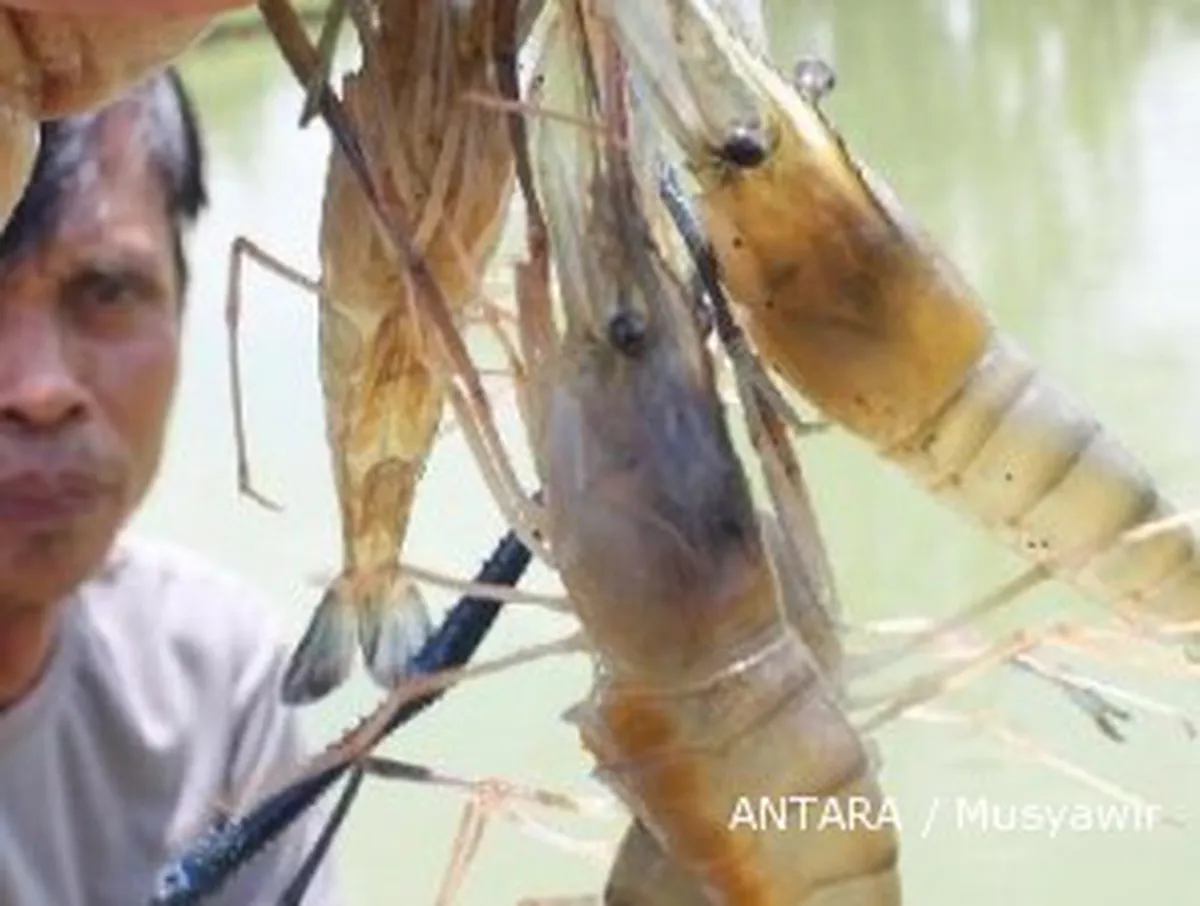Permintaan naik, harga si bongkok kembali menggeliat