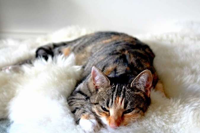 6 Lokasi Favorit Kucing Tidur Sepanjang Hari, Benar Enggak Ya?