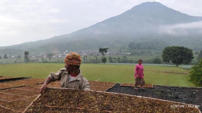 Produksi tembakau potensi naik 10%