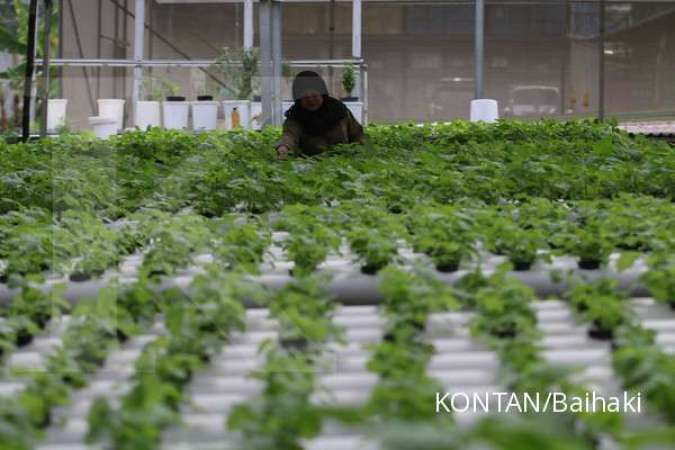 Rekomendasi Sayuran Cocok Ditanam di Pot pada Bulan September untuk Dipanen