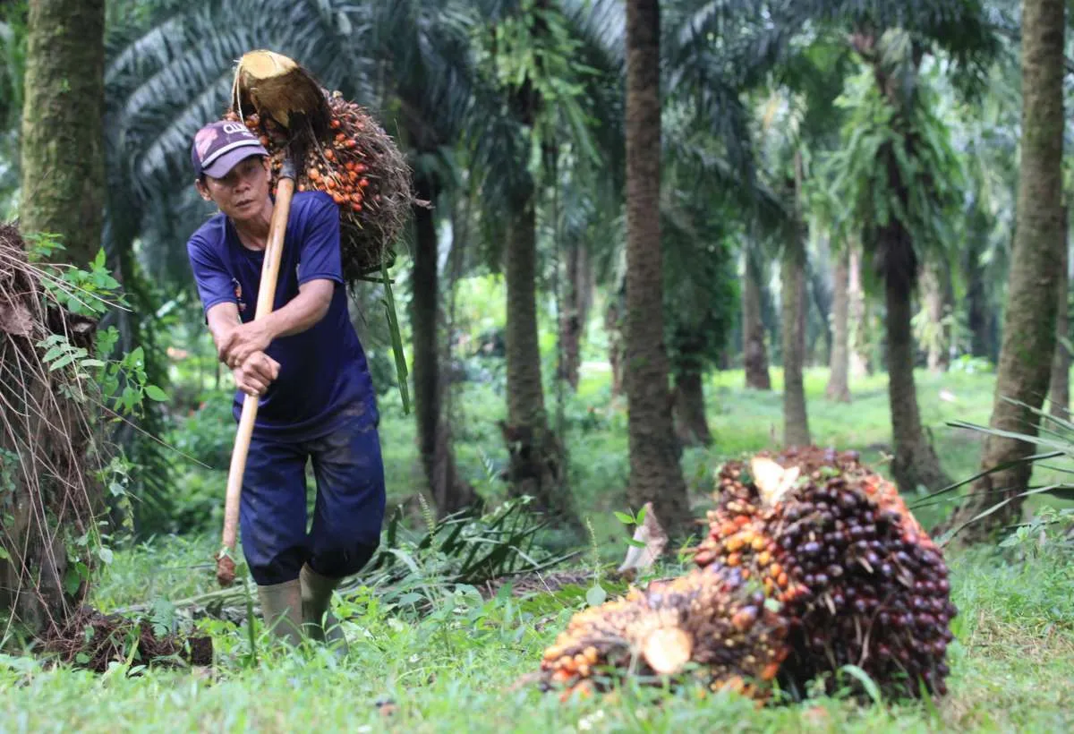Produk CPO dan turunannya dari RI mulai ditolak di negara Eropa ini