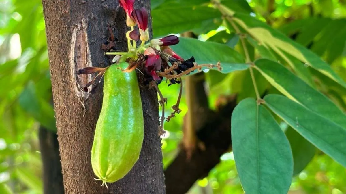 Efektif Menurunkan Tekanan Darah Tinggi, Ini Manfaat Belimbing Wuluh 