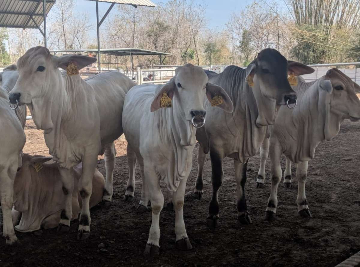 Tahun Depan Anak Usaha Japfa Mengekspor Wagyu
