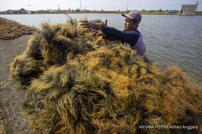 Jokowi Sebut Rumput Laut Berpotensi Jadi Kekuatan Ekonomi Indonesia