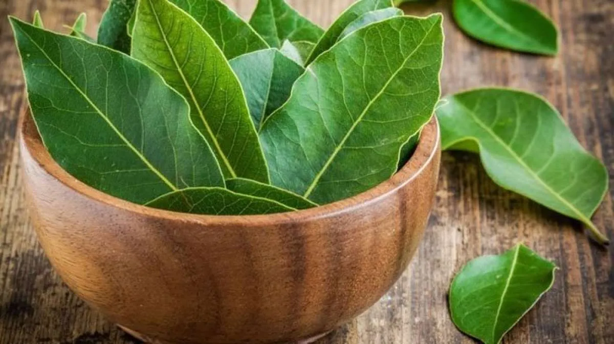 Daun salam bermanfaat sebagai obat herbal diabates melitus