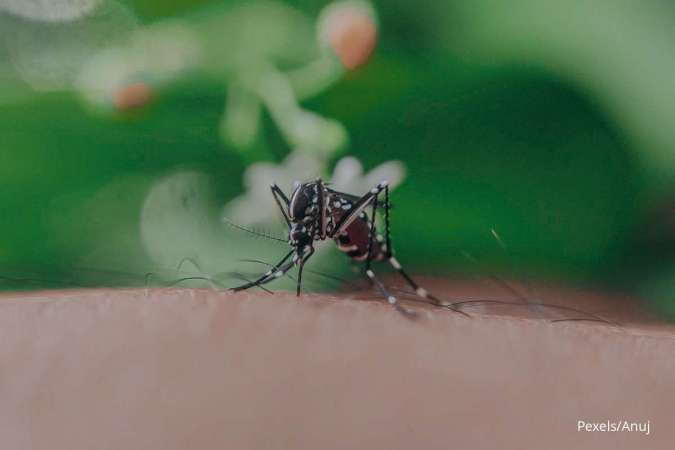 cara alami mengusir nyamuk