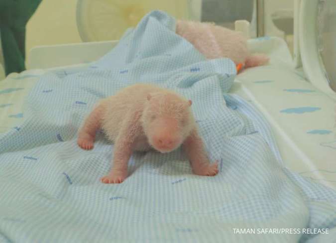 Taman Safari Indonesia Umumkan Kelahiran Bayi Panda ‘Rio’