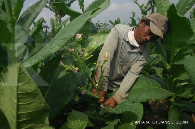 Ekonomi masih berat, petani tembakau tolak rencana kenaikan cukai hasil tembakau