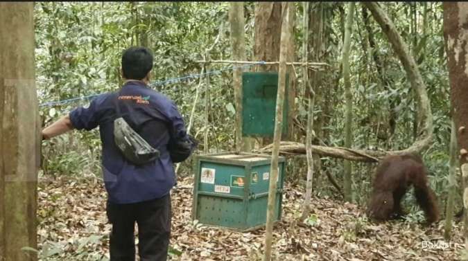 KPC lakukan translokasi orang utan ke hutan lindung Sungai Lesan Berau