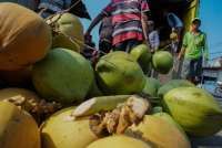 Penghentian Ekspor Kelapa Utuh Bisa Kurangi Idle Capacity,Asal Pemerintah Siapkan ini