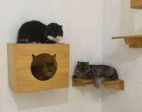 Cara Menghilangkan Bau Pipis Kucing yang Nempel di Lantai, Sofa, dan Pakaian!