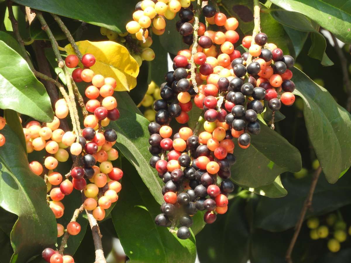 Mengenal Buah Buni, si Kaya Vitamin C