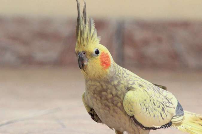 5 Barang Rumah Tangga Berbahaya yang Dapat Membunuh Burung Peliharaan