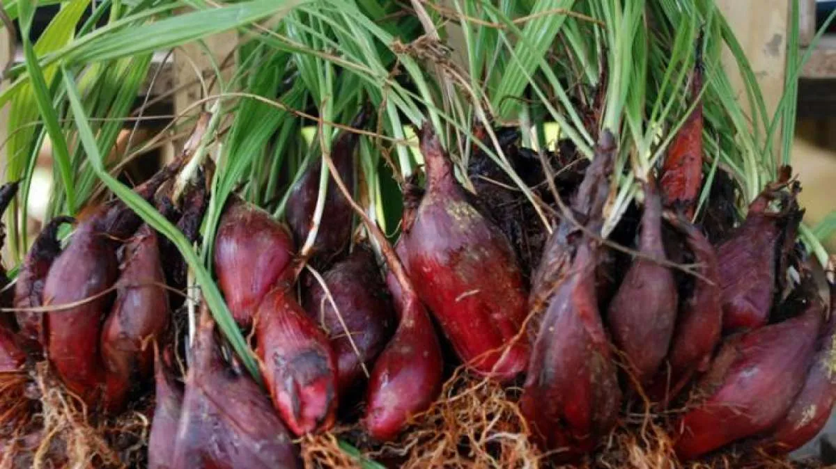 Bawang dayak bermanfaat sebagai obat herbal untuk diabetes melitus 