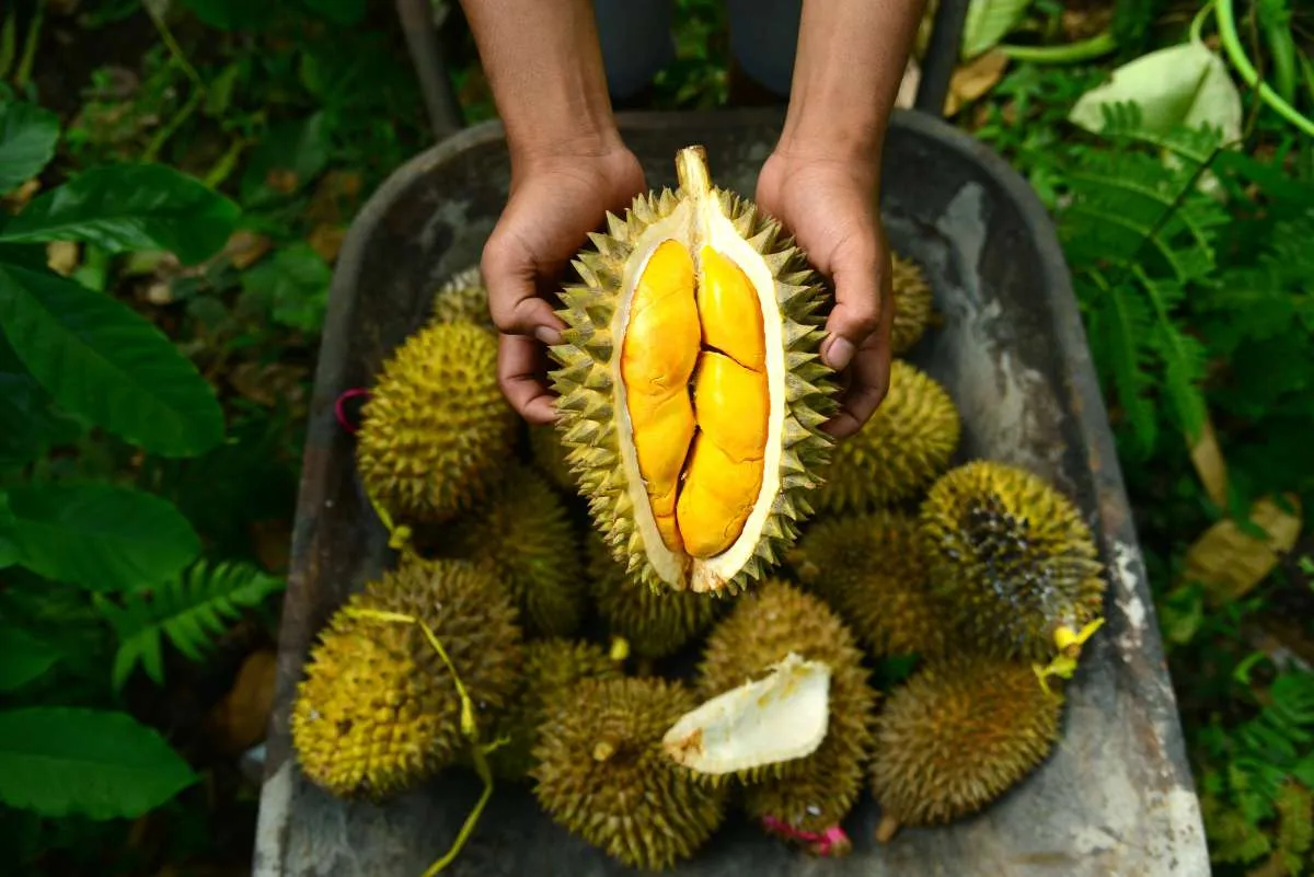 BPS: Ekspor Durian RI Capai 817 Juta per Juli 2024