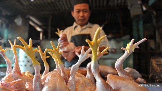 Produksi Ayam Potong 2,4 Miliar Ekor