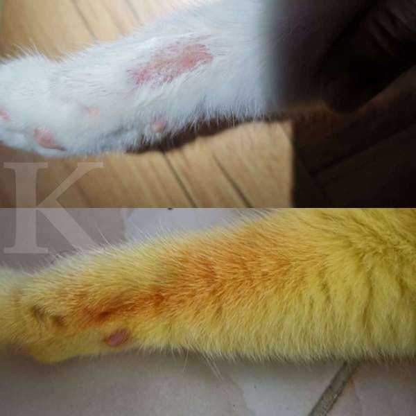 Viral kucing pokemon - Gambar atas luka kucing sebelum dioles kunyit, gambar bawah terlihat membaik setelah dioles kunyit.