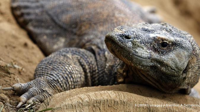 China dan Indonesia tukar menukar komodo dan panda