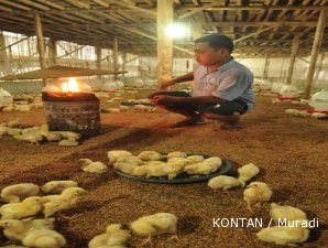 Harga anak ayam naik tinggi