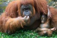 Malaysia Umumkan Program Adopsi Orangutan bagi Importir Minyak Kelapa Sawit 