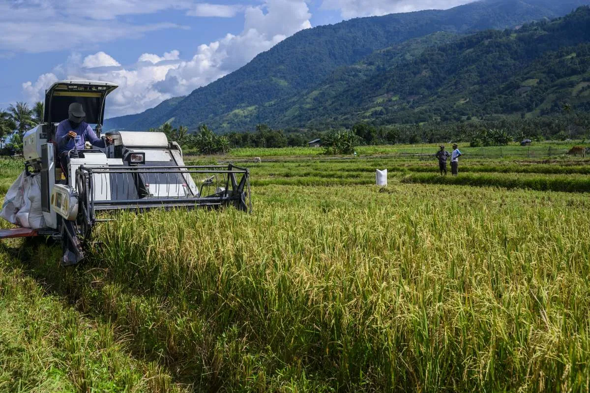Target produksi beras 15 juta ton di masa tanam kedua sulit tercapai