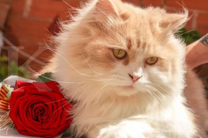 8 Cara Merawat Kucing Persia dan Rata-rata Umur Kucing Persia