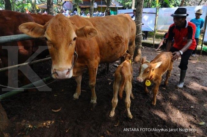 Pemerintah Provinsi Lampung galakkan program pengembangan sapi lokal