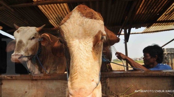 Impor sapi bakalan tahun ini diperkirakan menurun