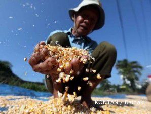 Meski sudah mulai panen, harga jagung lokal tetap tinggi 