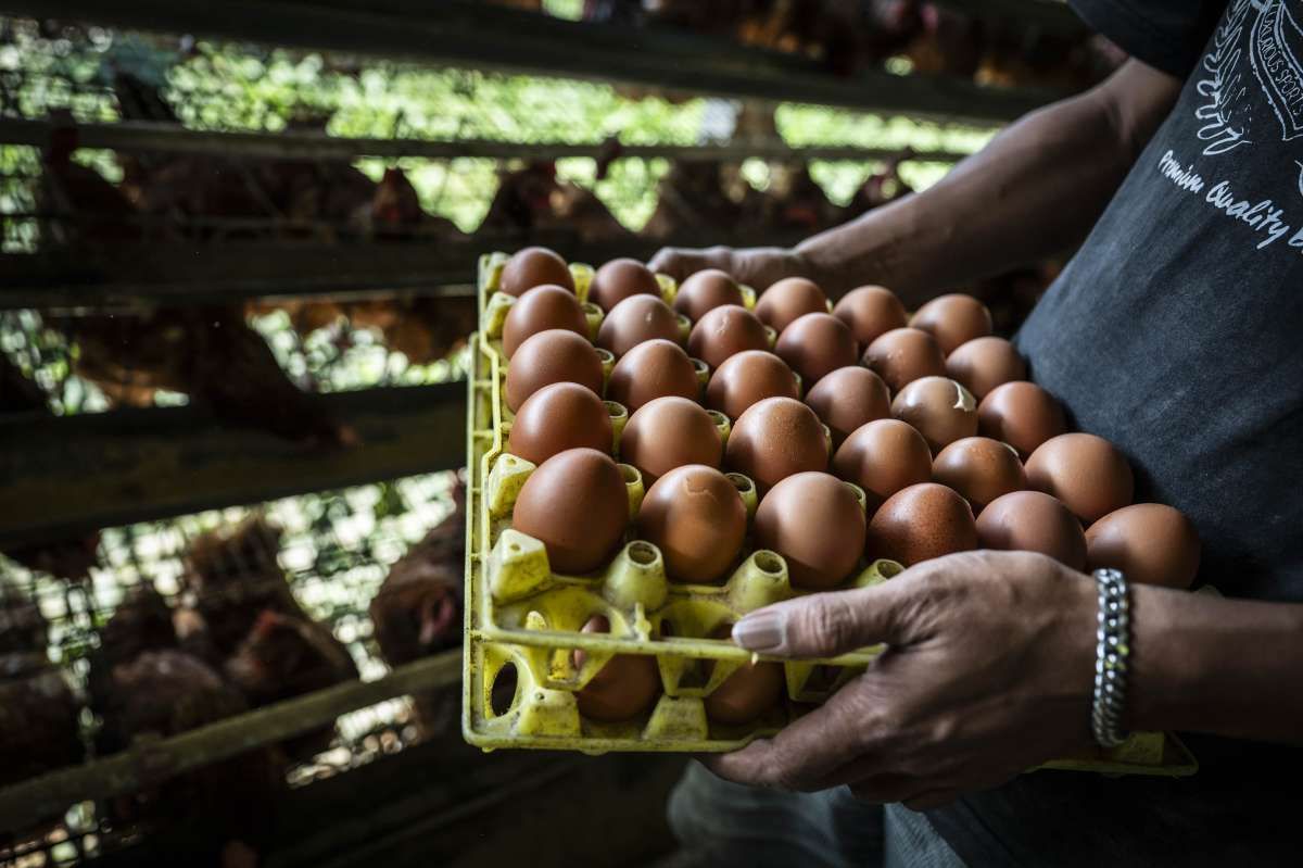 Harga Telur Dijaga di Level Rp 26.500
