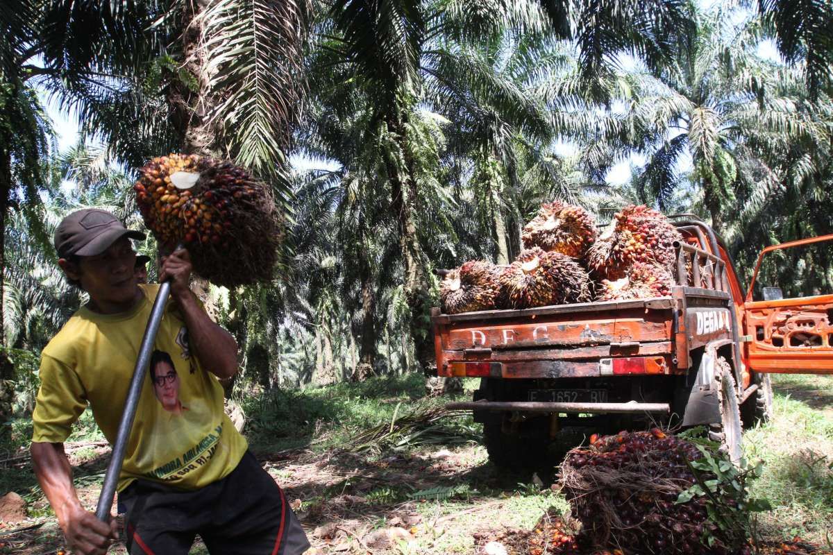 Small Indonesian Palm Oil Planters Already Hit by New Export Ban