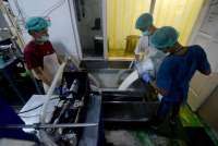 MBG Menopang Kenaikan Kebutuhan Susu, Ketergantungan Impor Meningkat