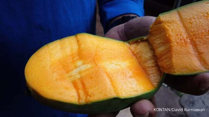 Musim Mangga Dimulai, Simak Cara Memilih Mangga yang Manis dan Matang
