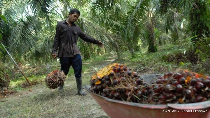 PTPN menggenjot produksi kelapa sawit