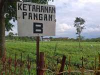 INDEF: Alokasi Lahan Tak Akurat Jadi Risiko Serius bagi Ketahanan Pangan