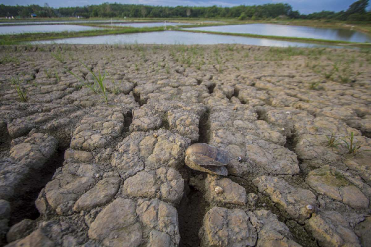 Antisipasi Dampak Kemarau Panjang 