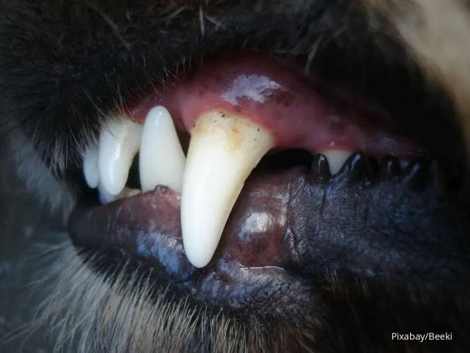 5 Fakta Menarik Tentang Gigi Anjing. Simak Penjelasannya di Sini! 