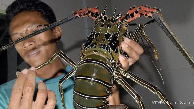 Lobster Lebak terbaik di dunia