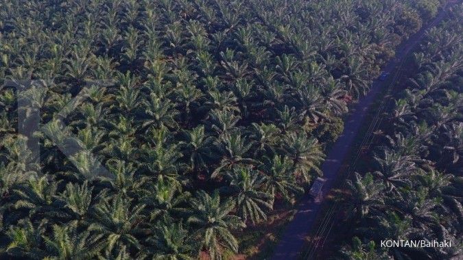 Gandeng BPPT, Pemkab Pelalawan kembangkan industri hilir kelapa sawit