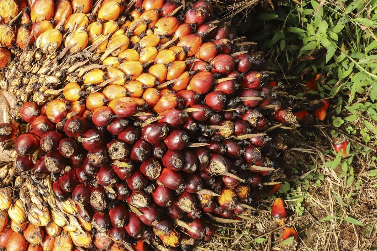 SGRO Usai Akuisisi: Produksi CPO Naik dan Fokus Baru di Energi Hijau