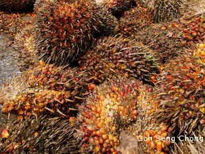 Impor Minyak Sawit India Menyalip China