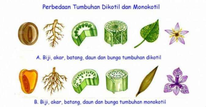 Perbedaan tumbuhan monokotil dan dikotil, dari bunga hingga daun tumbuhan