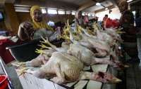 Harga Ayam Ras di Tingkat Produsen di Bawah HAP, Badan Pangan Lakukan Mitigasi Ini
