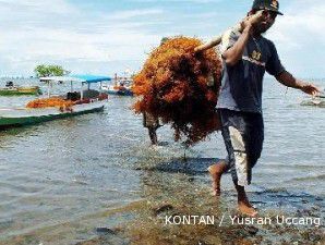 Kemarau panjang, produksi rumput laut petani anjlok