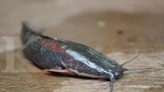 Manfaat makan ikan lele