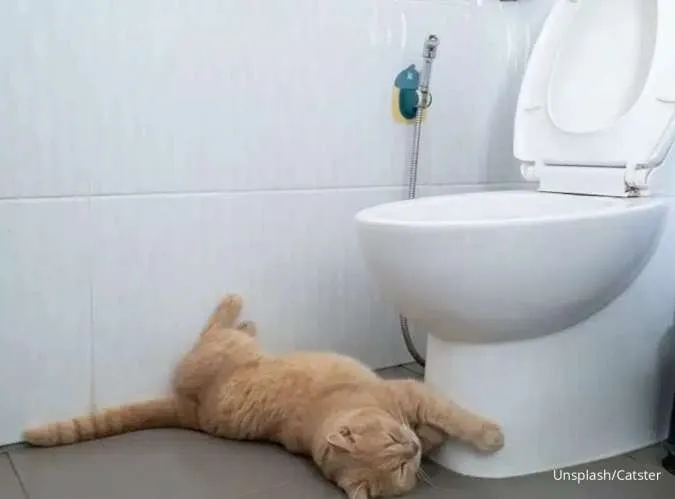 kucing tidur di kamar mandi