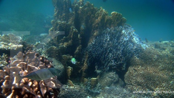 Wapres: 60 juta penduduk RI rentan degradasi koral