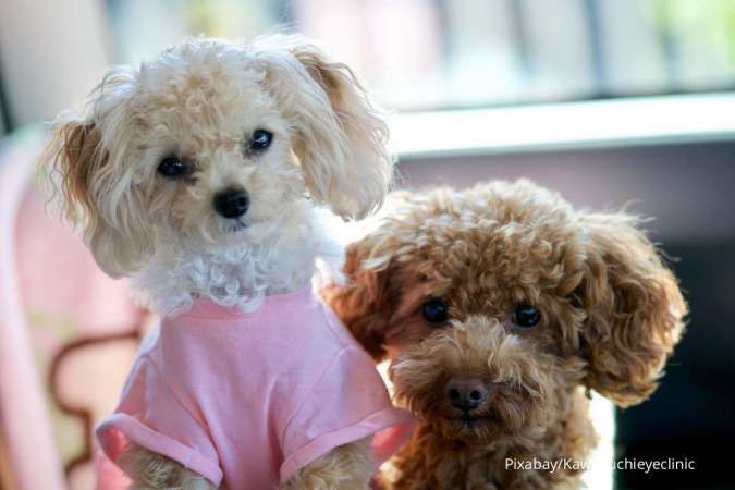 Ini 7 Jenis Ras Anjing Cerdas yang Perlu Anda Ketahui