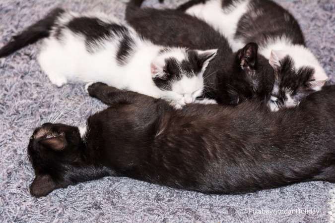 Ini 5 Panduan Cara Merawat Anak Kucing