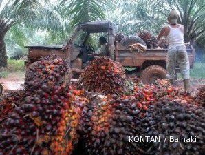 Harga CPO di Malaysia anjlok, saham-saham perkebunan memerah
